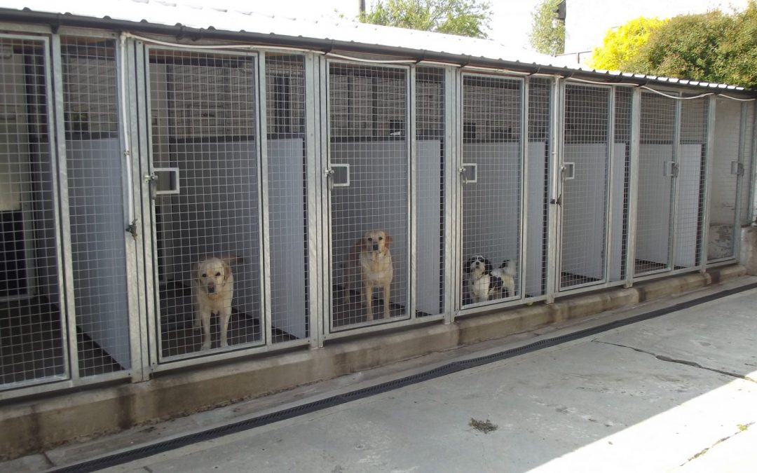 dog kennels