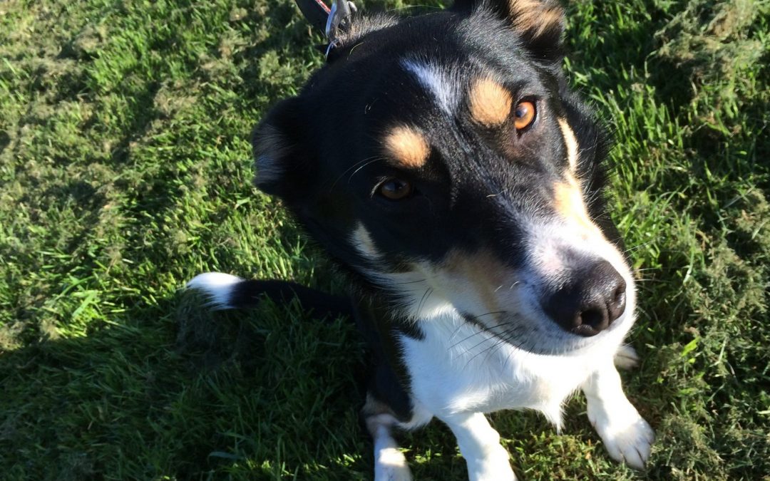 black and white dog