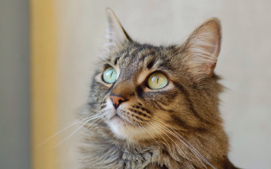 How A Cattery Can Help Alleviate Separation Anxiety In Cats?