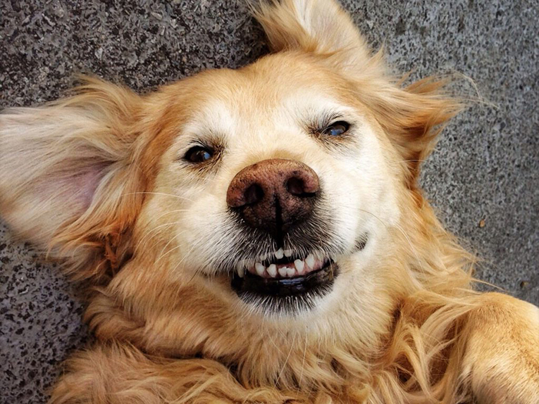 happy-golden-retriever_t20_YoGWG0-1-1024x1024