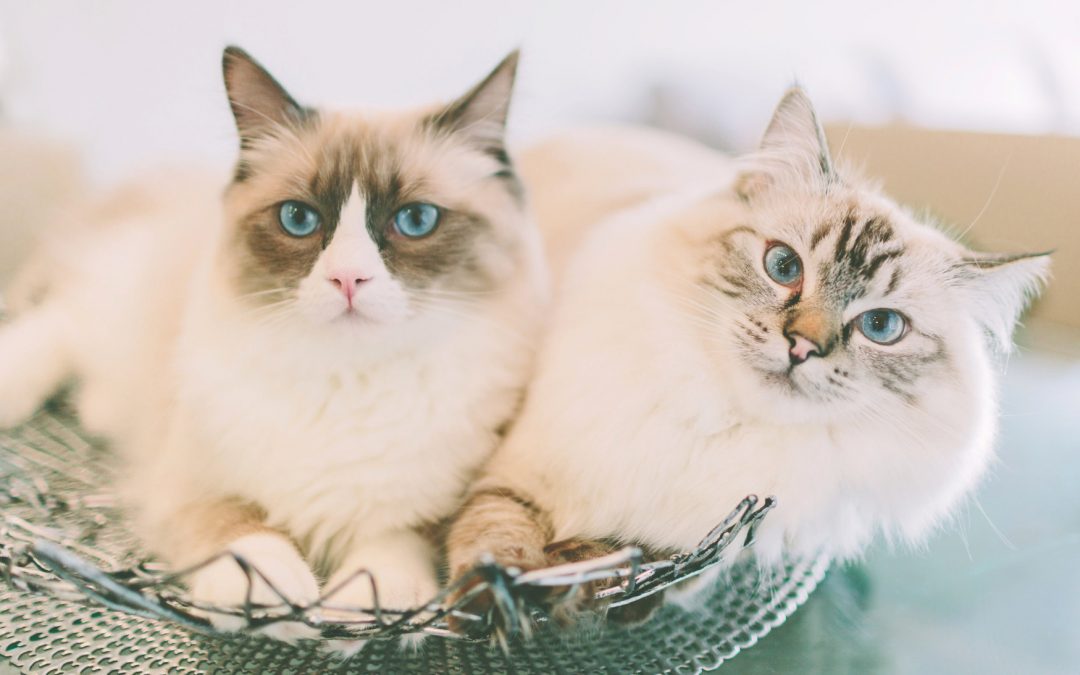two beautiful cats cuddled up in a bowl