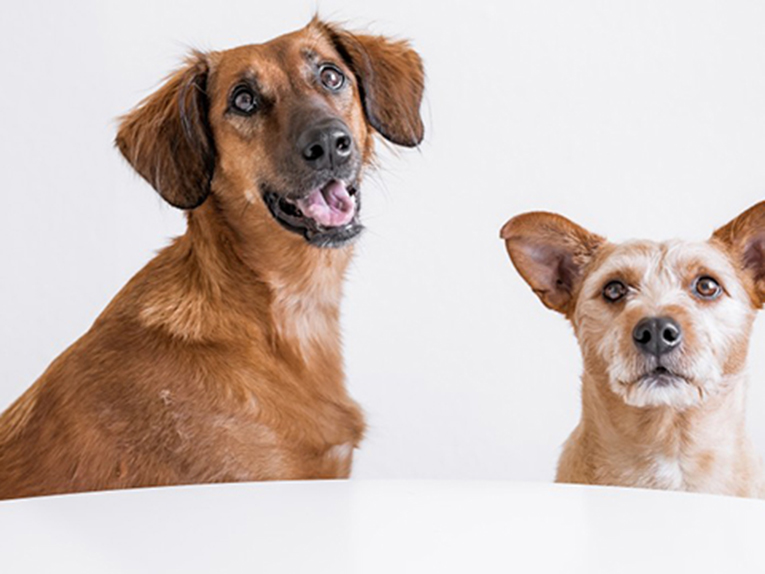 two-brown-dogs-sitting-at-the-table-looking-at-the-camera-nominated_t20_XzJ329