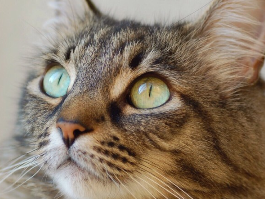 What To Look for While Selecting A Cattery?