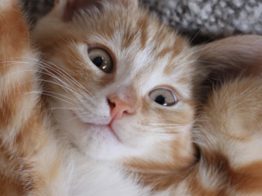 How to Prepare Your Cat for a Stay at a Cattery?