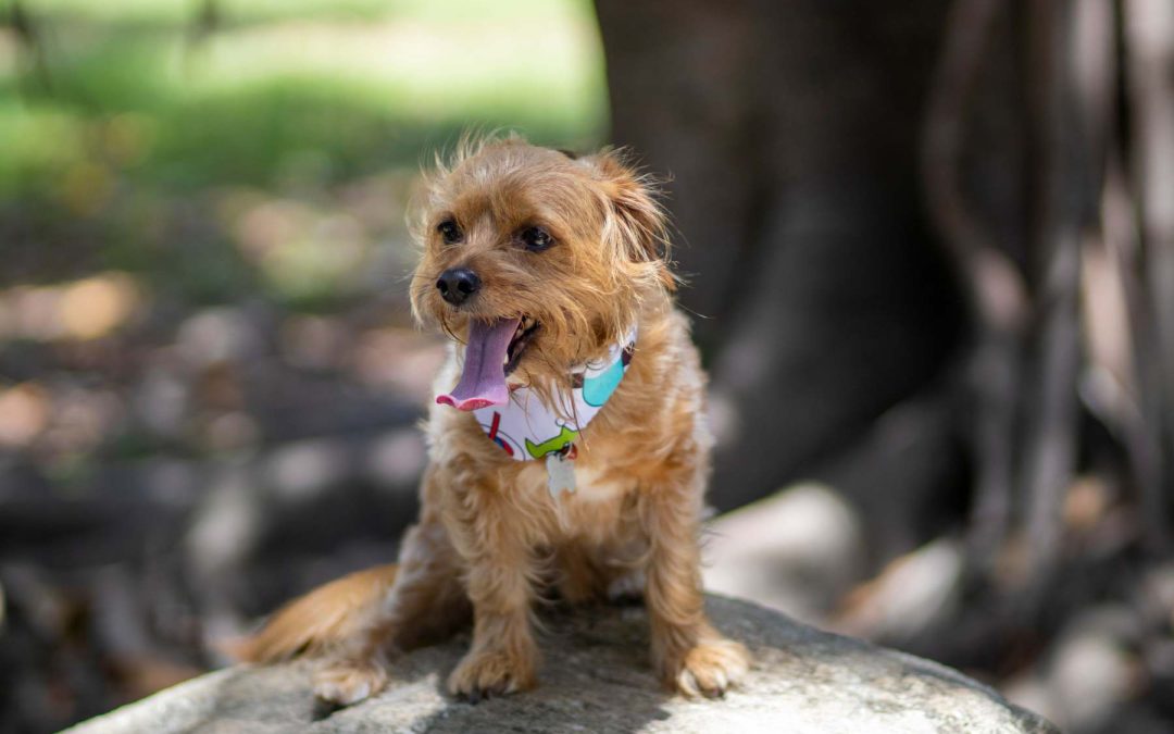 small brown dog sitting on a large boulde in a lush